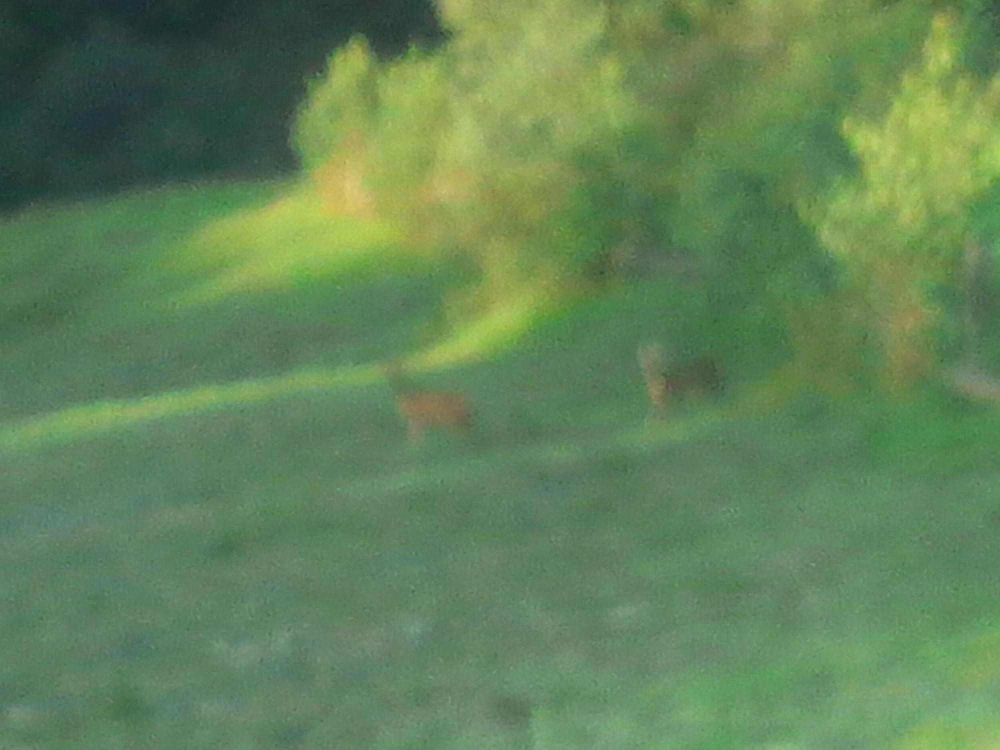 Vila Doina Branului Bran  Exteriör bild