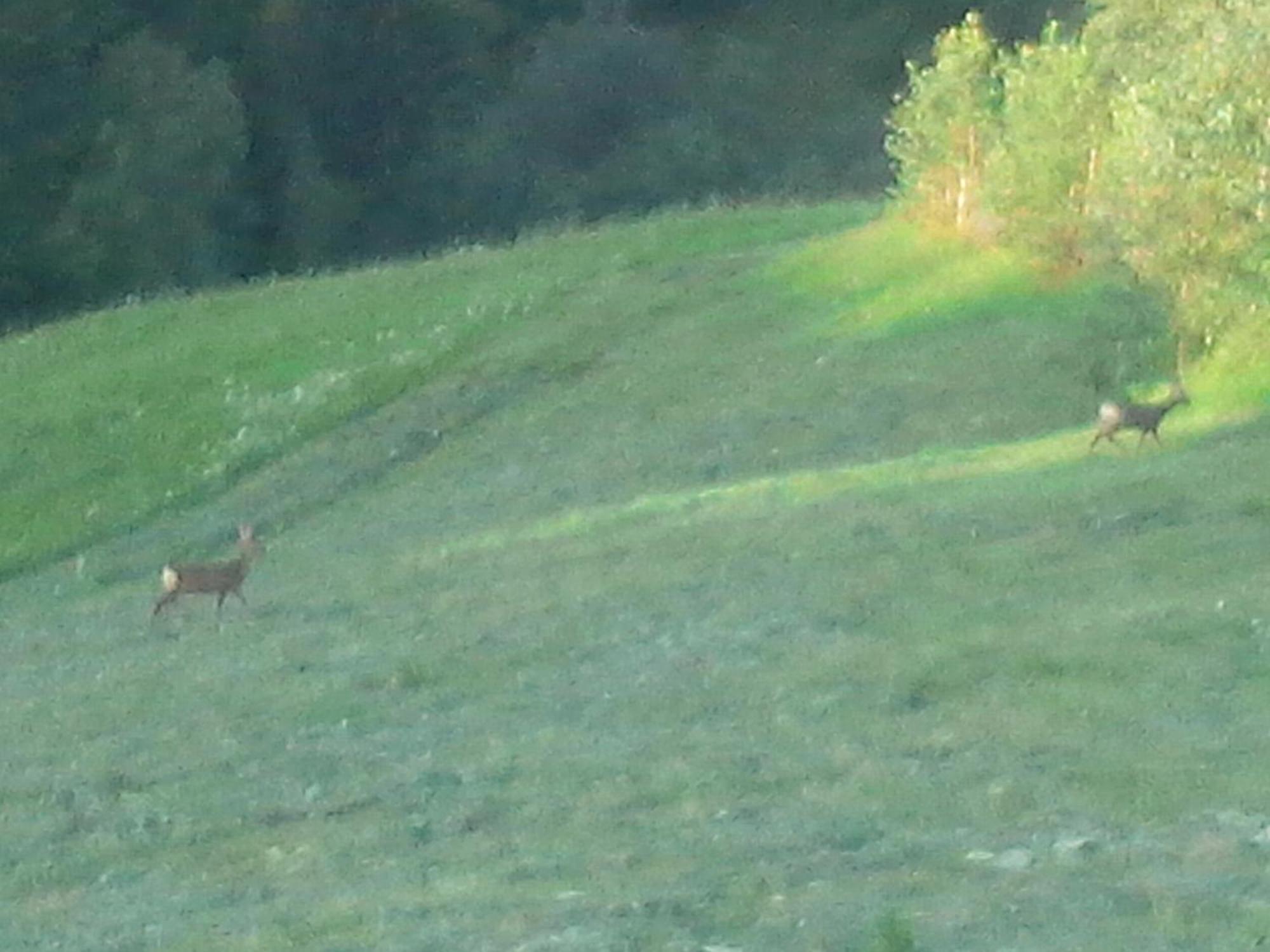 Vila Doina Branului Bran  Exteriör bild
