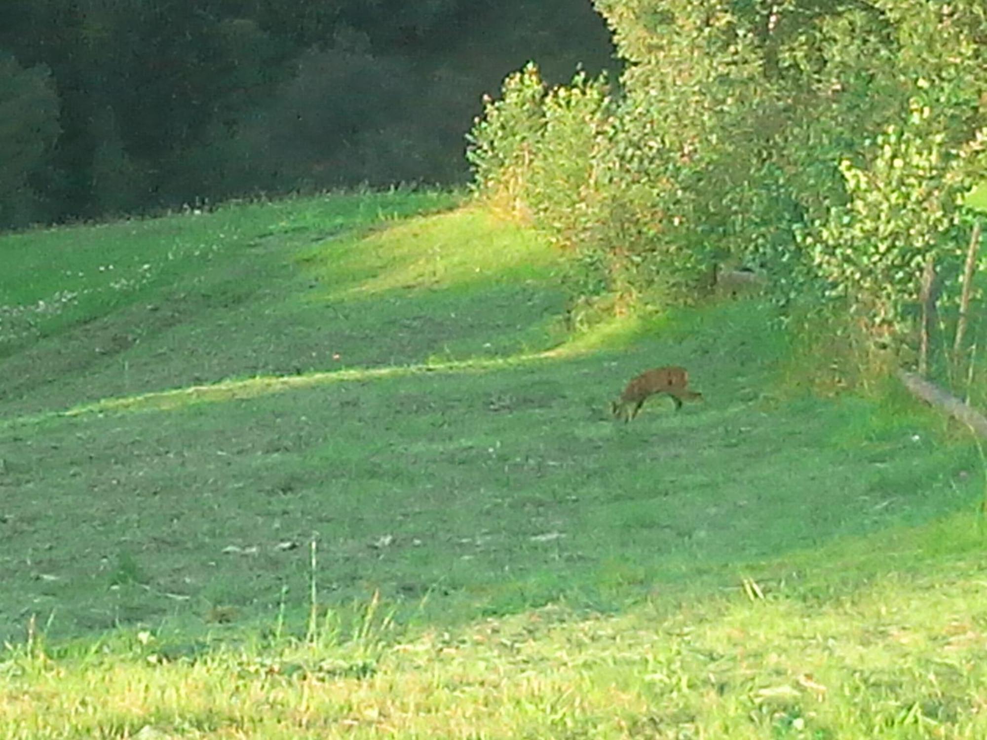 Vila Doina Branului Bran  Exteriör bild