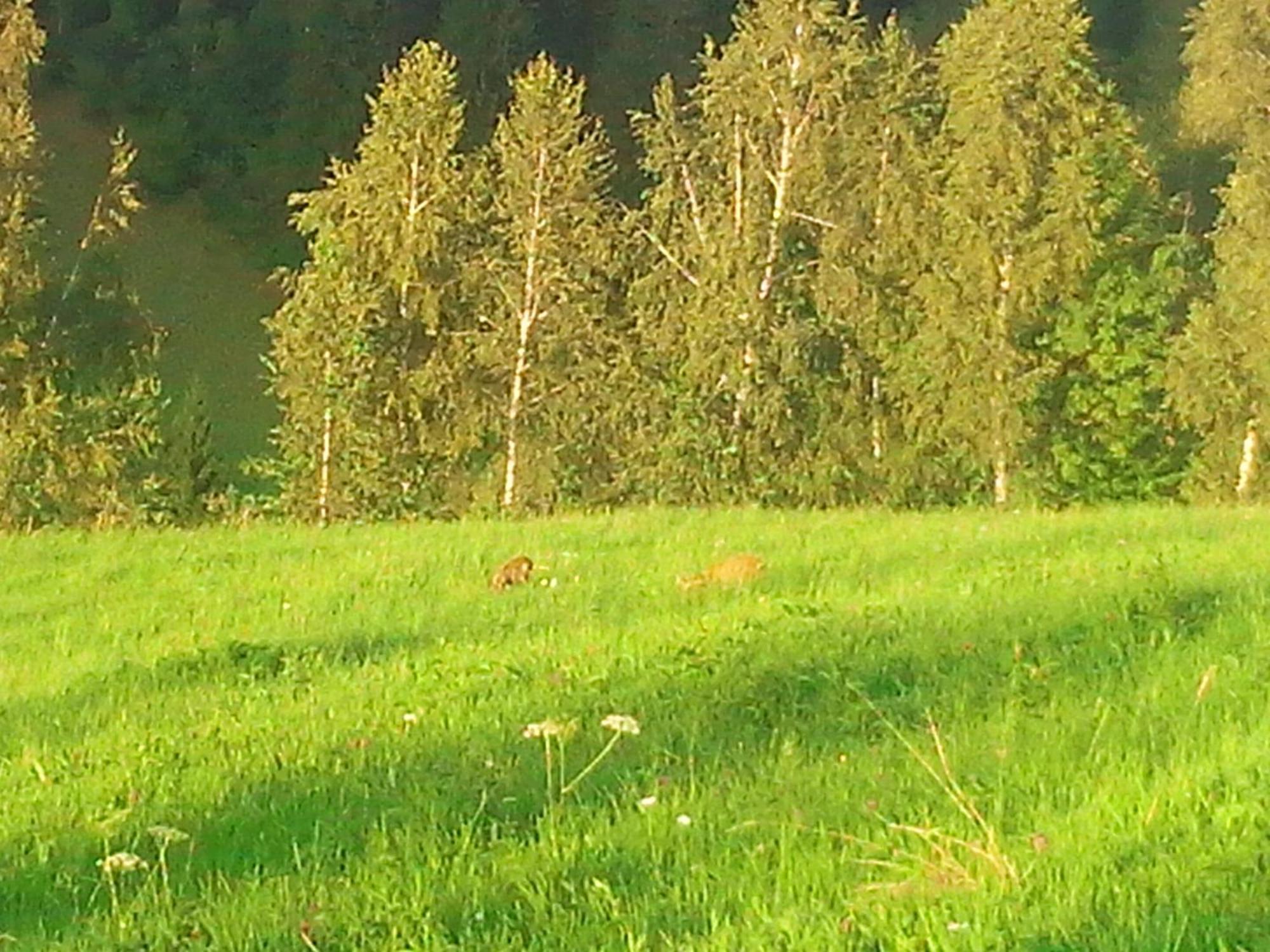 Vila Doina Branului Bran  Exteriör bild