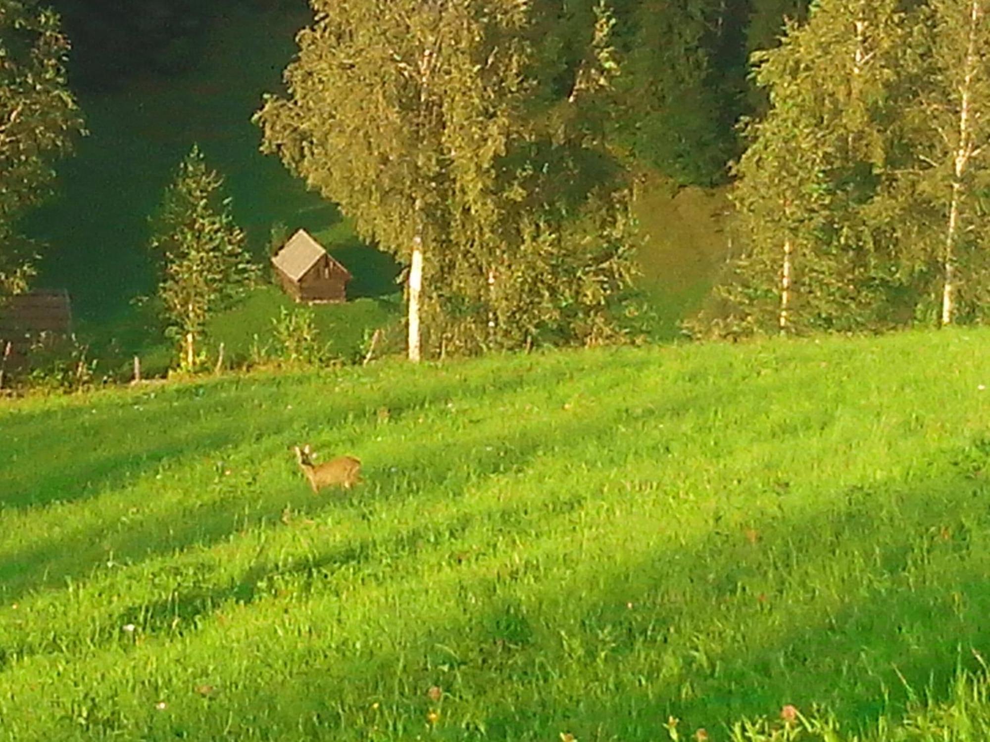 Vila Doina Branului Bran  Exteriör bild