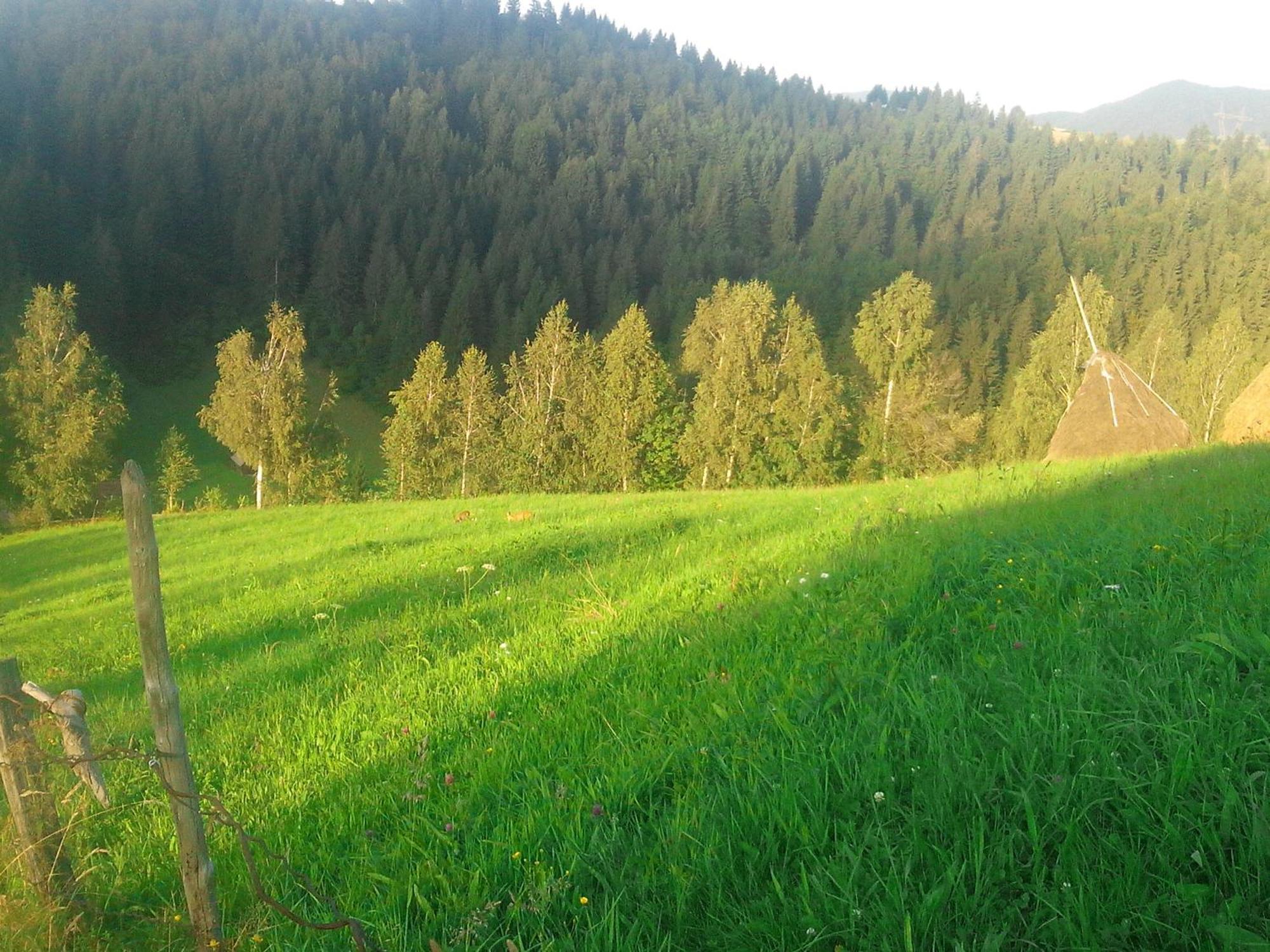 Vila Doina Branului Bran  Exteriör bild