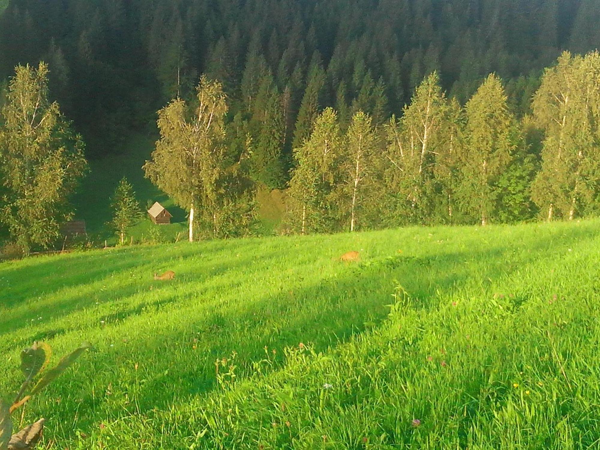 Vila Doina Branului Bran  Exteriör bild